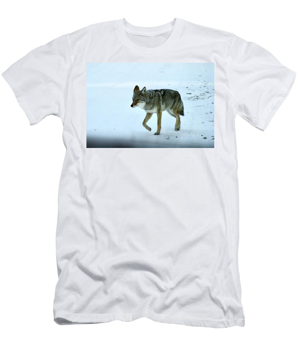 1 Coyote Walking on Snowy Path Masha Batkova T-Shirt