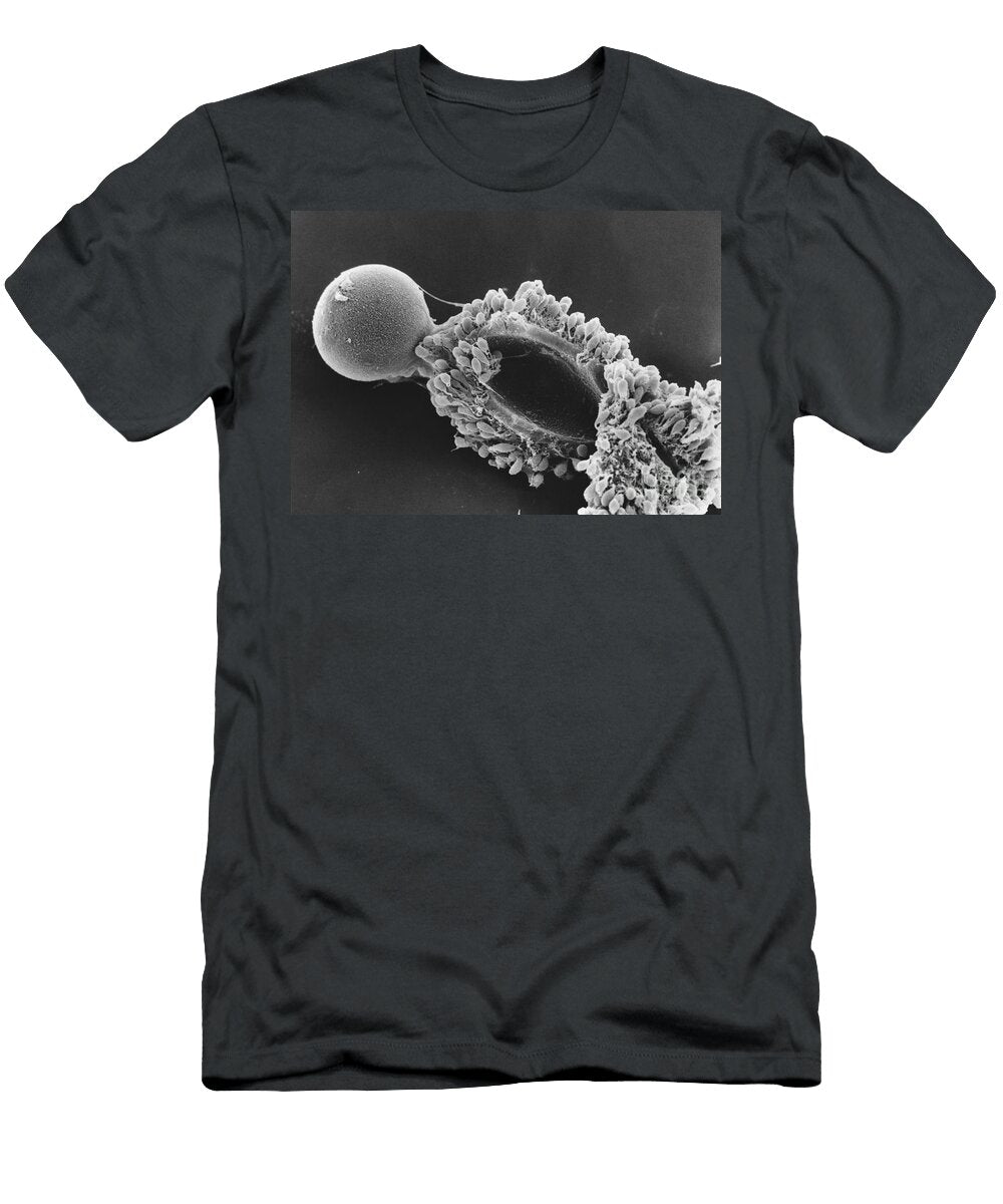 2 Egg Cell in Hamster Sem David M Phillips T-Shirt