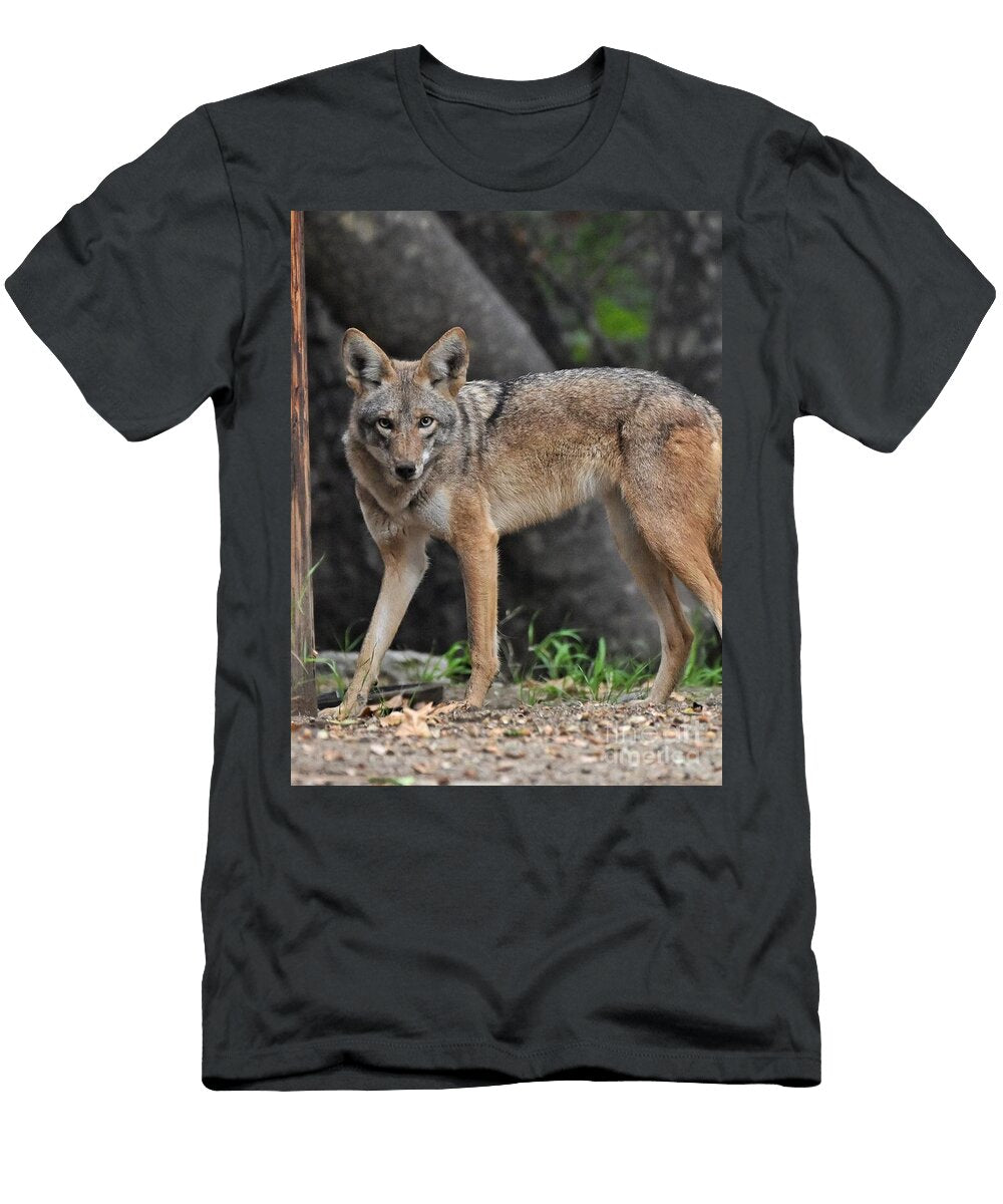 Alert Coyote in the Woods Marc Bittan T-Shirt