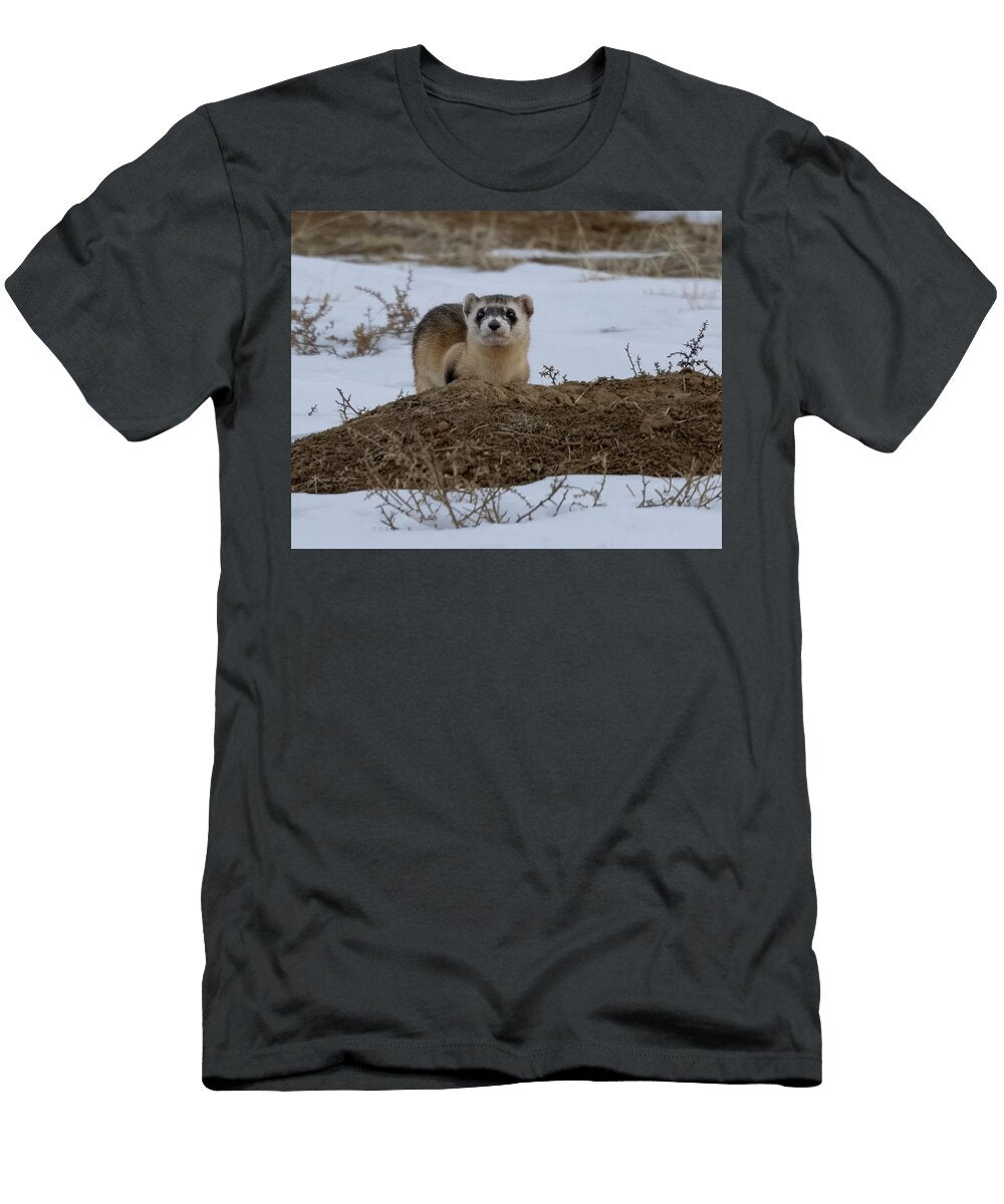 Black Footed Ferret in Snow Atop Prairie Dog Burrow Charlie Summers Natureplcom T-Shirt