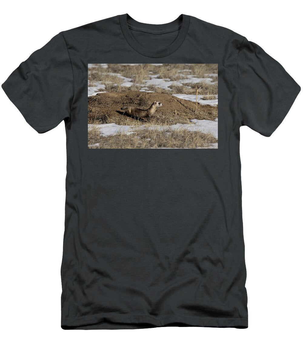 Black Footed Ferret Leaving a Black Tailed Prairie Dog Charlie Summers Natureplcom T-Shirt