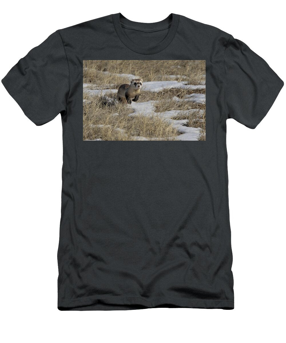 Black Footed Ferret Running Through Snow on Prairie Charlie Summers Natureplcom T-Shirt