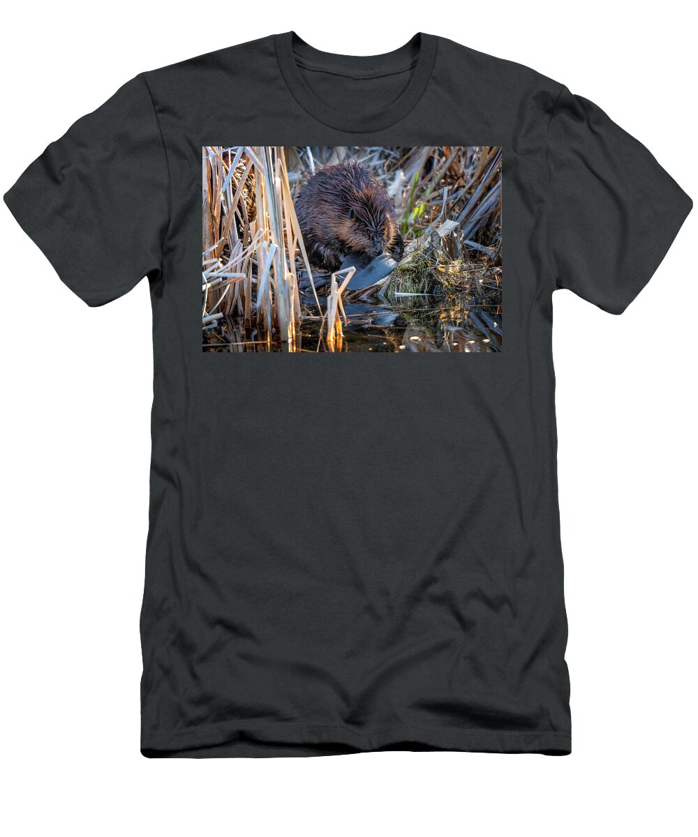 Close Up Beaver Mark Duffy T-Shirt