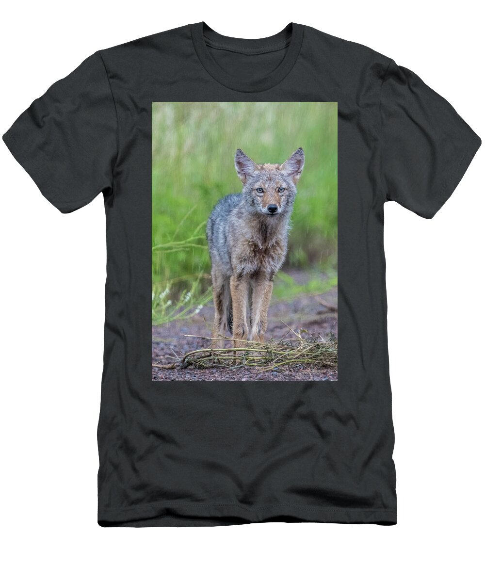 Coyote in the Rain Paul Freidlund T-Shirt