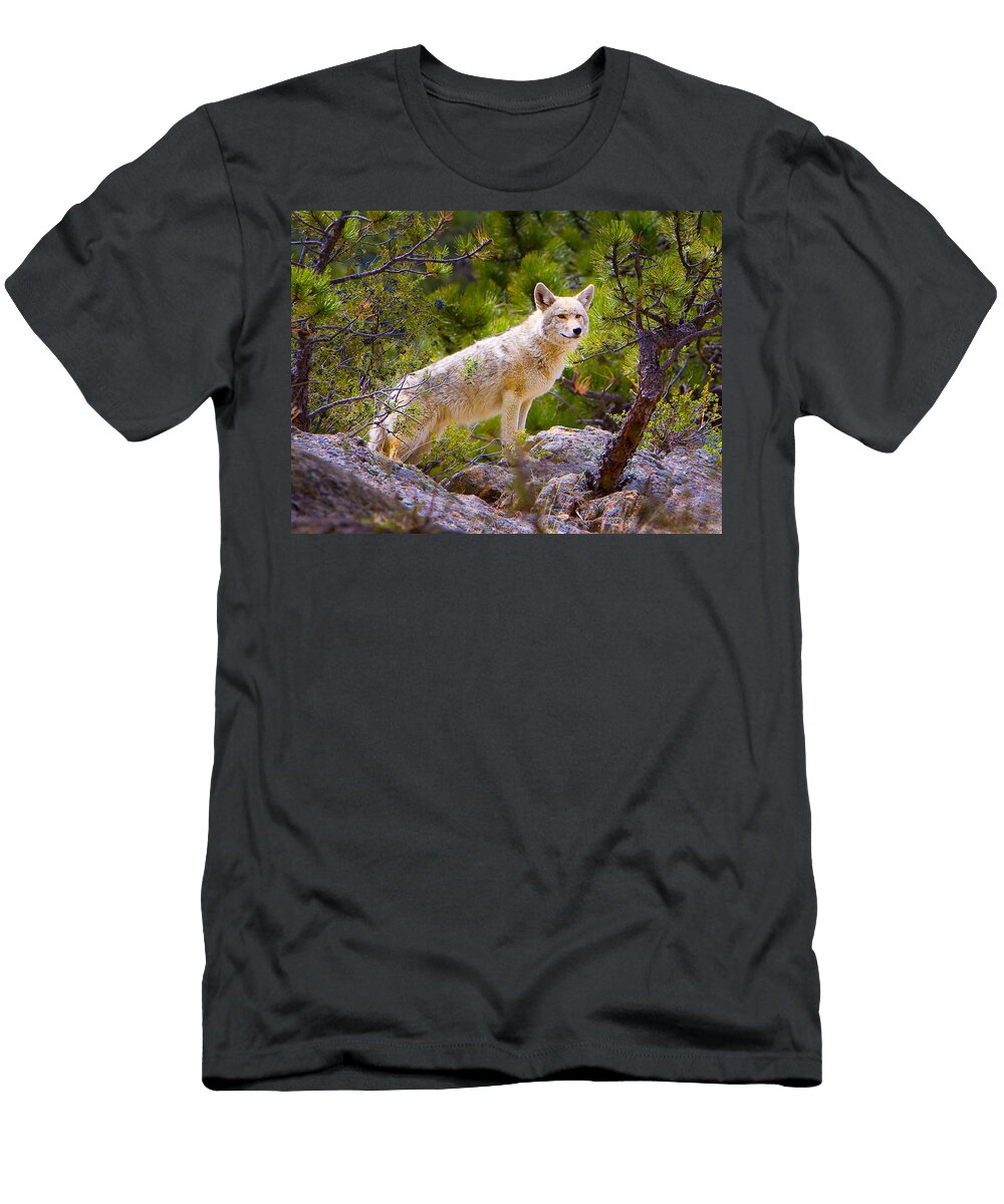 Coyote in the Rocky Mountain National Park James O Thompson T-Shirt