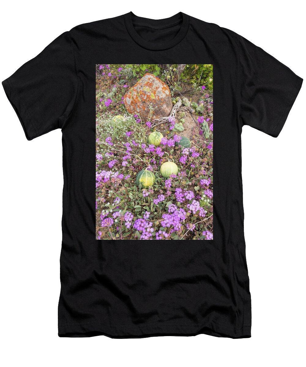 Coyote Melon Fruits Amongst Flowering Desert Sand Verbena Jeff Foott Natureplcom T-Shirt