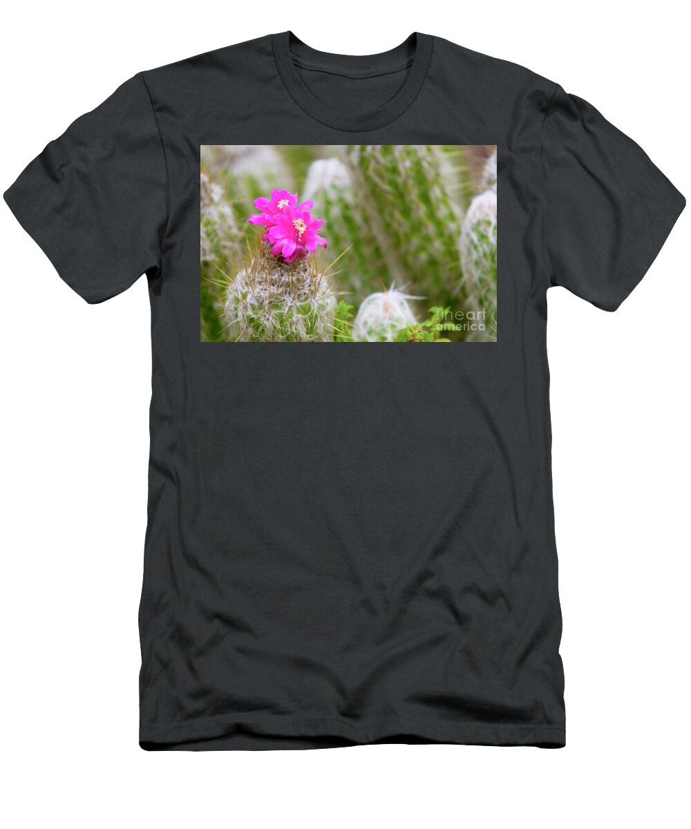 Flowering Cactus A4 Hagai Nativ T-Shirt
