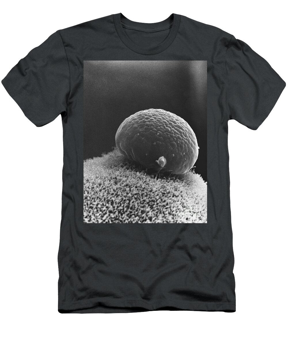 Polar Body on Hamster Ovum Sem David M Phillips T-Shirt